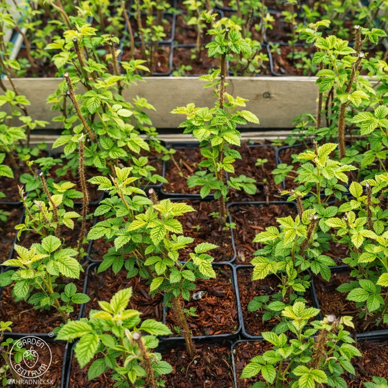 Obrázok Malina žltá (Rubus idaeus) 'GOLDEN QUEEN'®, výška: 20-30 cm, kont. P9